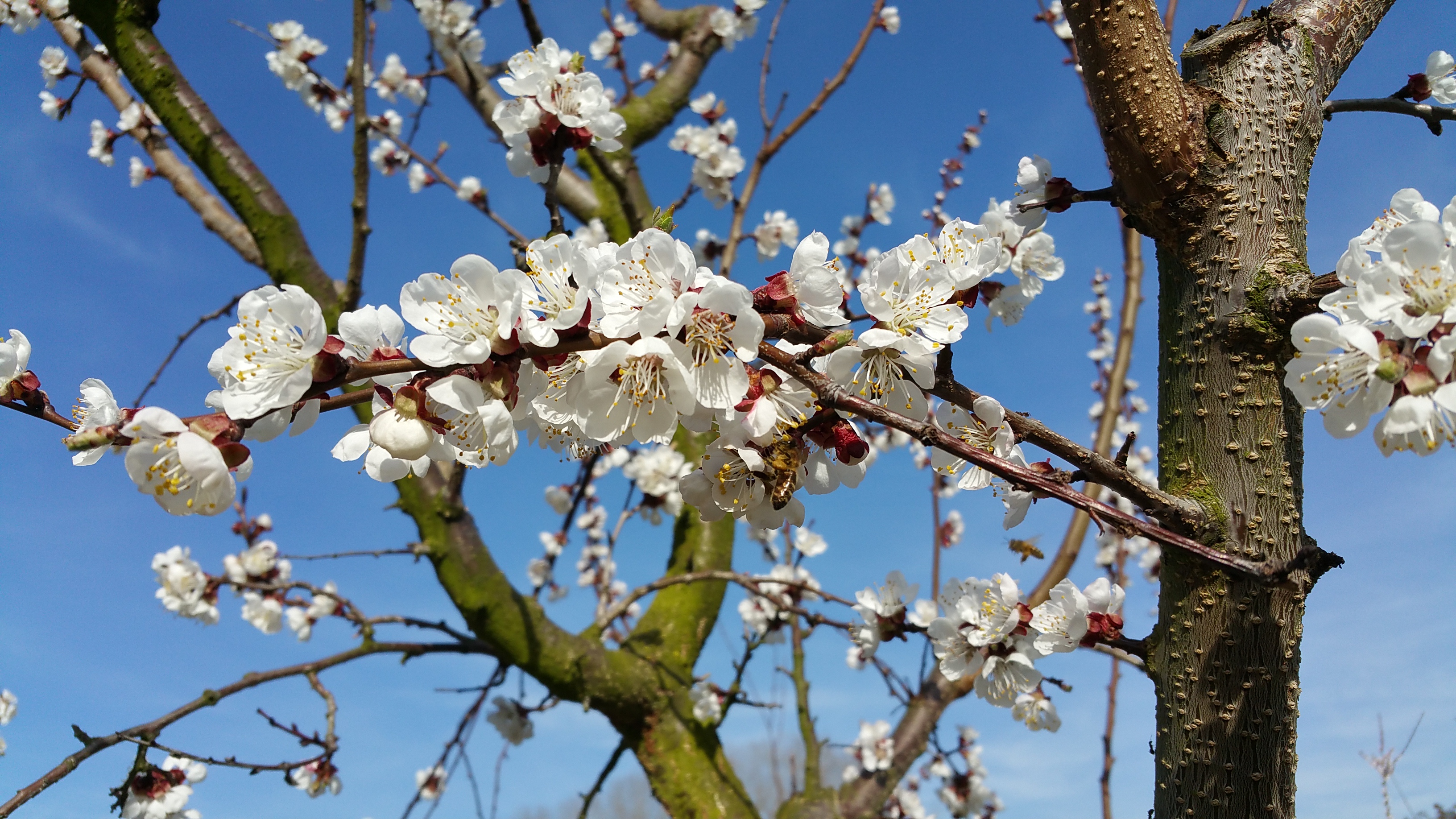 Marillenblüten